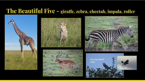 Beautiful five
