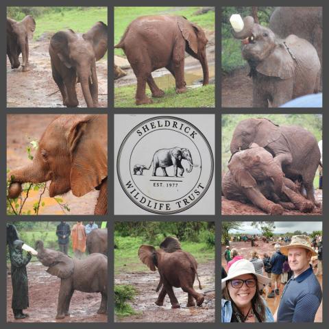 baby elephants