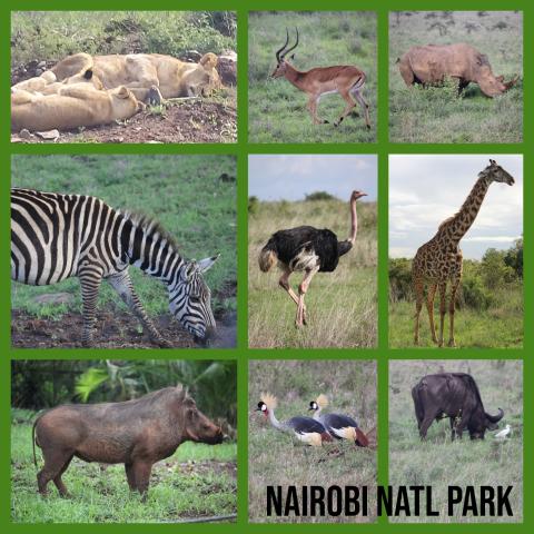 Nariobi national park animals collage