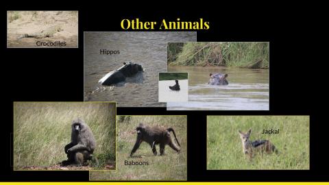 Other animals on safari collage