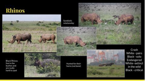 Rhinos collage