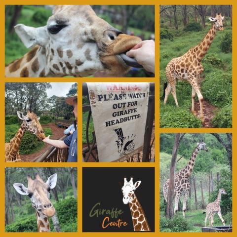 Rothschild giraffes