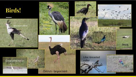 birds on safari collage
