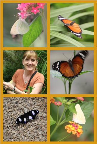 butterfly garden collage