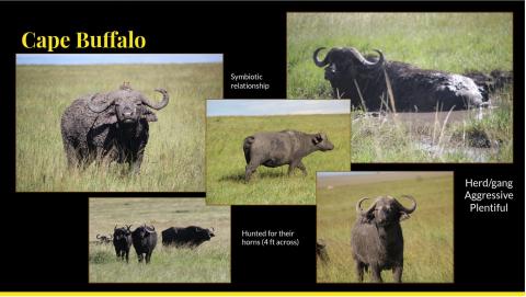 cape bullafo collage