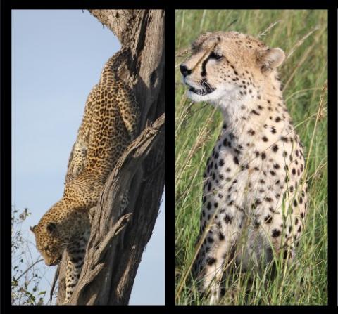 cheeta vs leopard