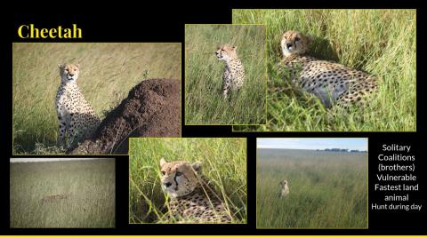 cheetah collage