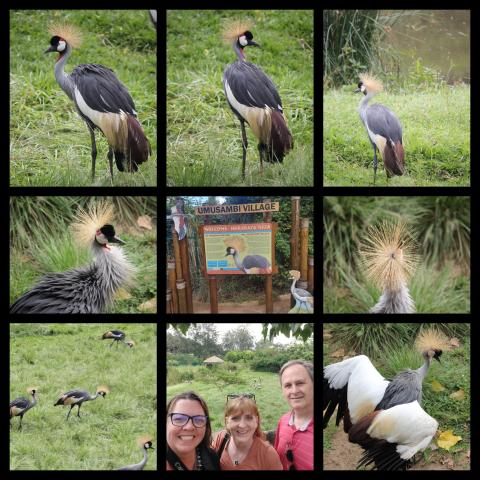 crowned crane collage