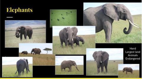 safari elephants collage