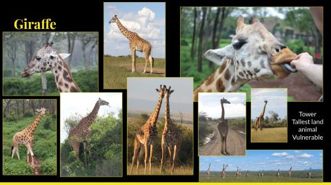 giraffe collage