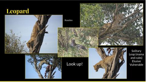 leopard collage