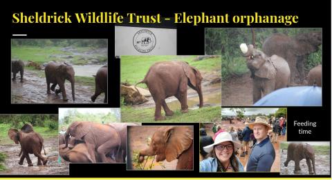 Sheldrick wildlife trust collage