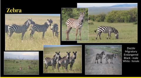 zebras collage